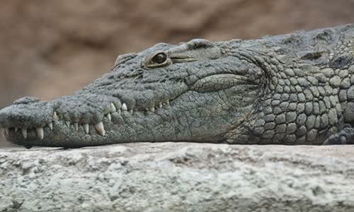 crocodile-vs-crocodile-7-differences