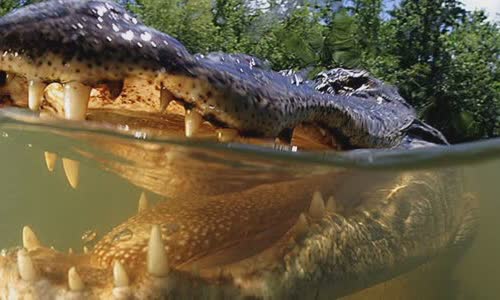 crocodile-vs-crocodile-7-differences
