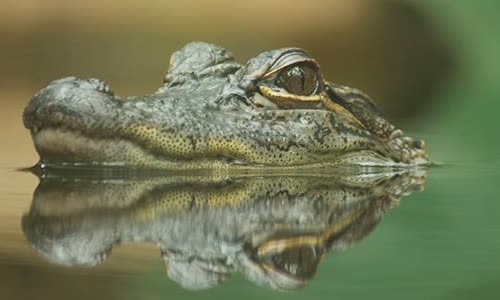 crocodile-vs-crocodile-7-differences