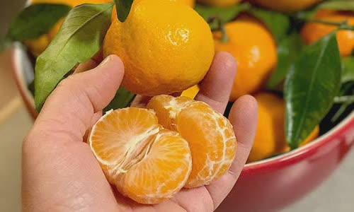 difference-of-clementine-cam-satsuma-tangerine