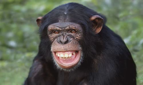 Five facts about chimpanzees