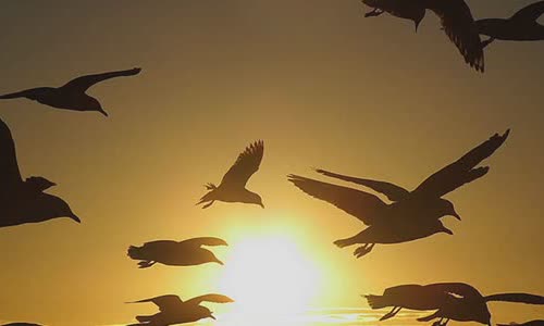 how-do-migratory-birds-know-where-to-go