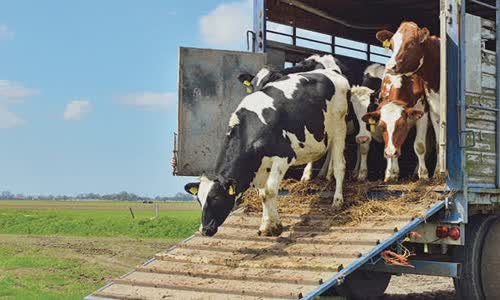 how-much-worse-is-beef-for-the-environment-than-for-cars