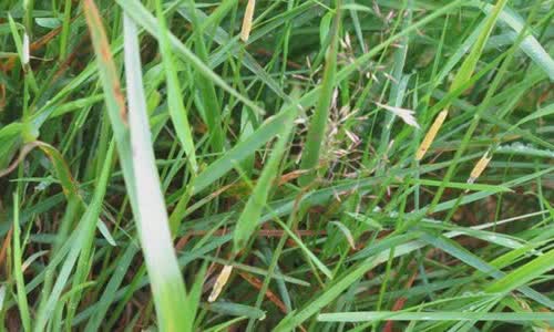 Some interesting facts about grass