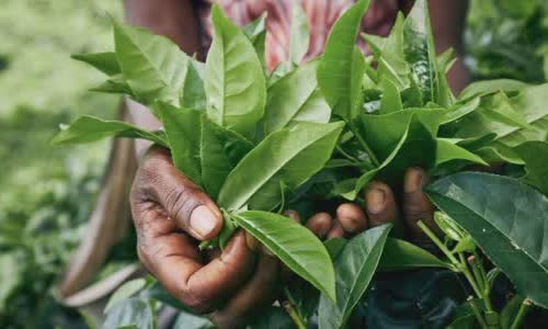 the-truth-about-green-tea