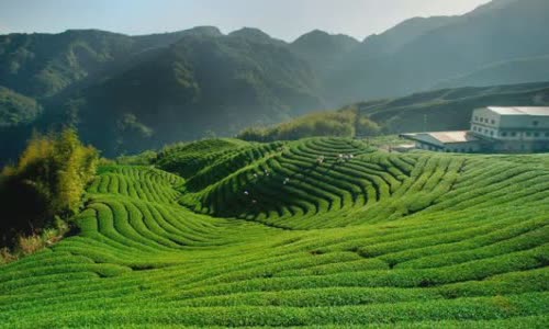 the-truth-about-green-tea