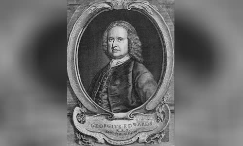 George Edwards (naturalist)