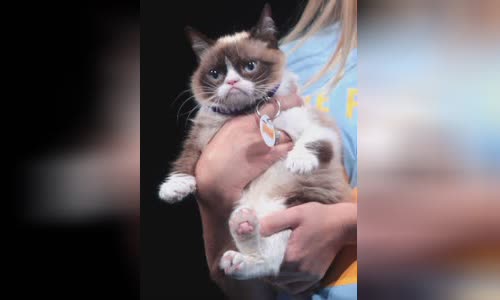 Grumpy Cat
