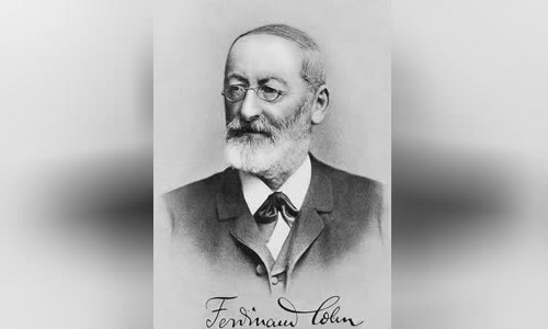 Ferdinand Cohn
