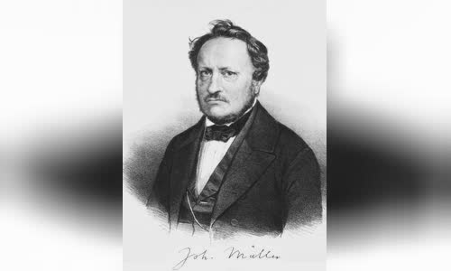 Johannes Peter Müller