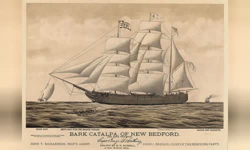 Catalpa rescue