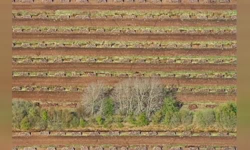 Peat