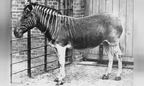 Quagga