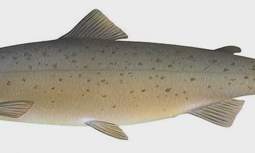 Atlantic salmon