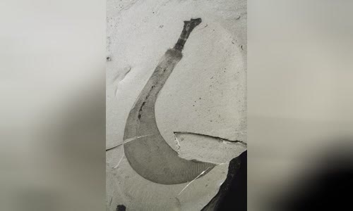 Burgess Shale
