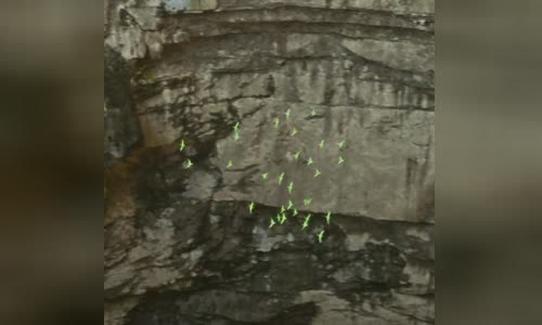Cave of Swallows