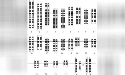 Human genome