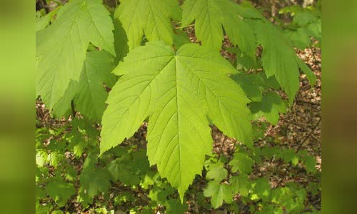 Maple