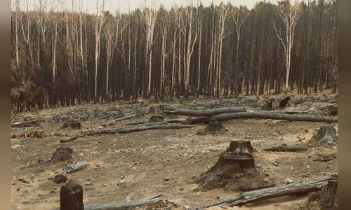 Ash Wednesday bushfires