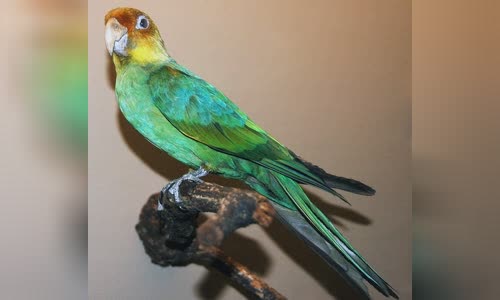 Carolina parakeet