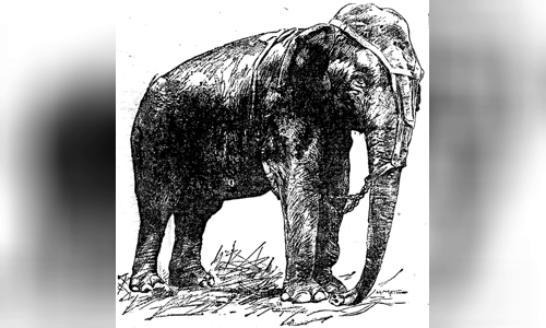 Topsy (elephant)