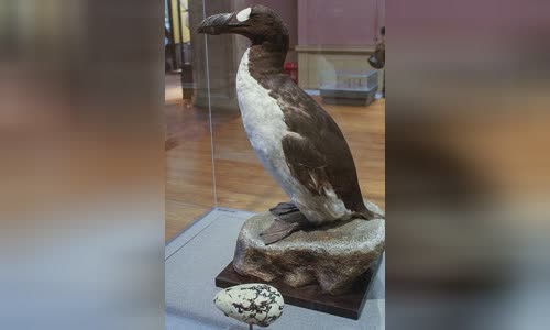 Great auk