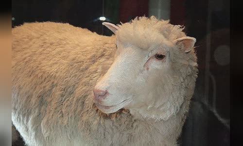 Dolly (sheep)
