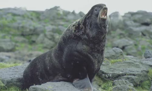 North Pacific Fur Seal Convention of 1911