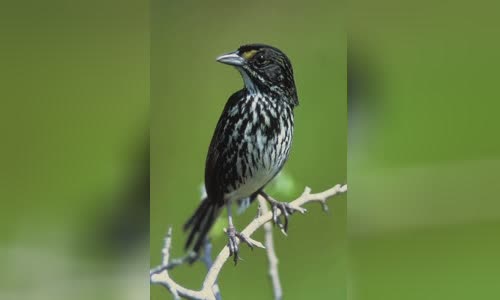 Dusky seaside sparrow