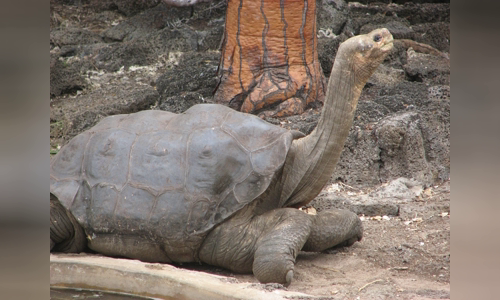 Lonesome George