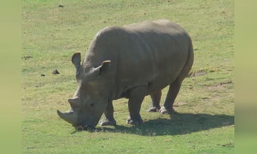 Northern white rhinoceros