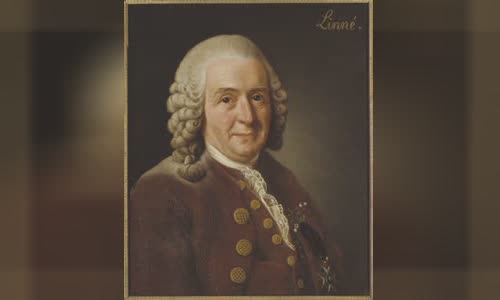 Carl Linnaeus