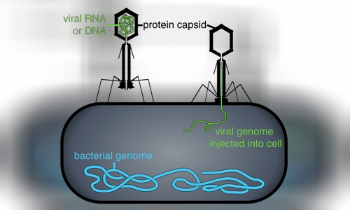 Phage therapy