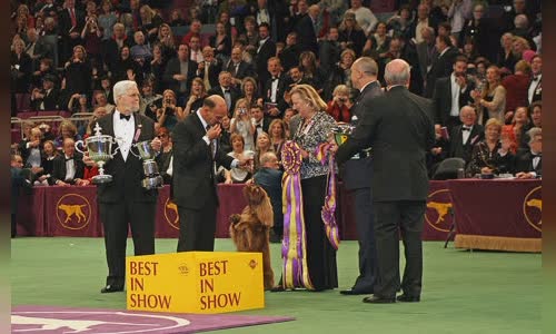 Westminster Kennel Club Dog Show