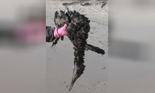 Prestige oil spill