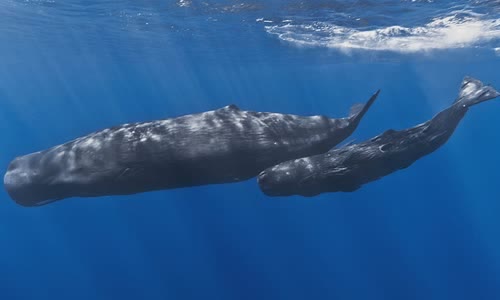 Sperm whale