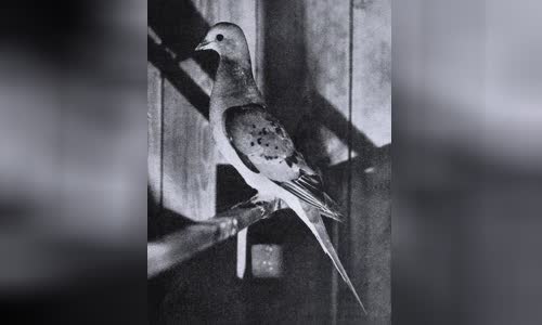 Passenger pigeon