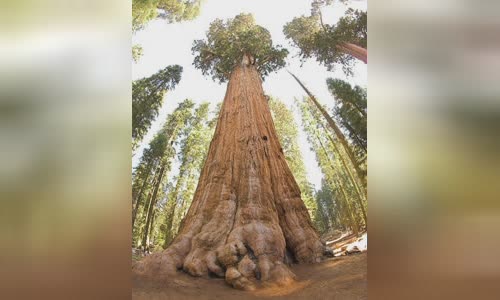 Sequoia National Park