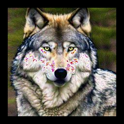 wolf_image