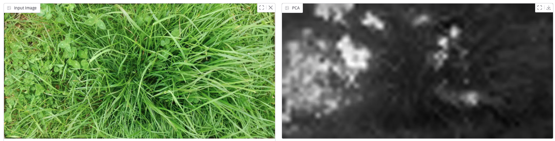 Focus on Clover
