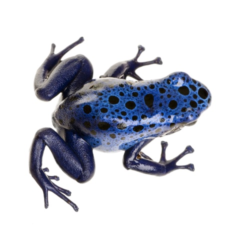 Kaggle competition image for Rainforest Connection Species Audio Detection