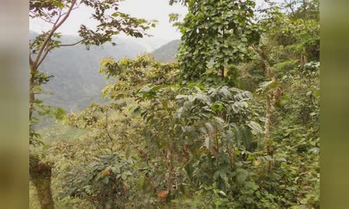 anacafe-ra-mat-mot-trong-nhung-chuong-trinh-au-gia-mirolot-kind-guatemala image
