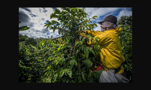 bat-on-dan-su-ay-gia-ca-phe-colombia-e-ghi-lai-muc-cao-khi-cac-moi-quan-tam-cung-ung-tang-len image