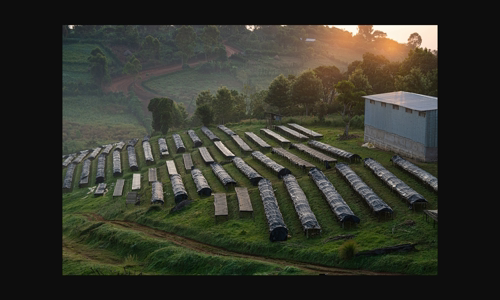 ca-phe-hang-au-kiem-uoc-254-o-la-moi-pound-tai-cuoc-au-gia-bat-ong-san-cua-gesha-village-coffee image
