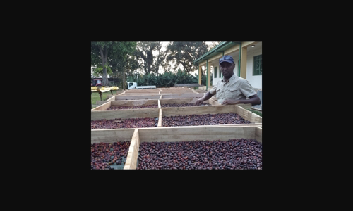 cac-nha-nghien-cuu-o-ethiopia-xac-inh-nhung-gi-co-tac-ong-lon-nhat-en-chat-luong-ca-phe image
