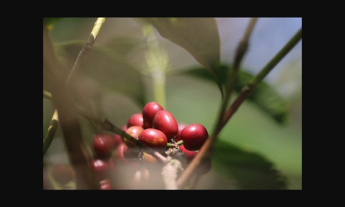 chuyen-gia-ca-phe-xanh-cua-ethiopia-cac-thuong-nhan-lam-sang-to image