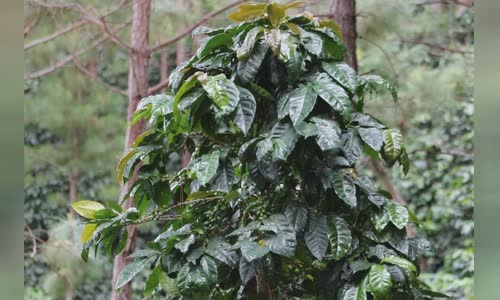 cup-cac-oi-xuat-sac-voi-tam-nhin-rd2-e-thu-nghiem-di-truyen-cua-ca-phe-canh-tranh image