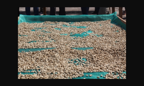 fairtrade-international-ra-mat-gia-tham-chieu-thu-nhap-cho-ca-phe image