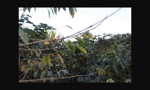 fairtrade-international-tiet-lo-nguon-luc-toan-cau-ve-thich-ung-khi-hau-trong-ca-phe image