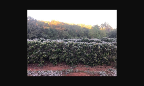 frost-cham-at-ca-phe-brazil-muc-o-thiet-hai-chua-uoc-biet-en image